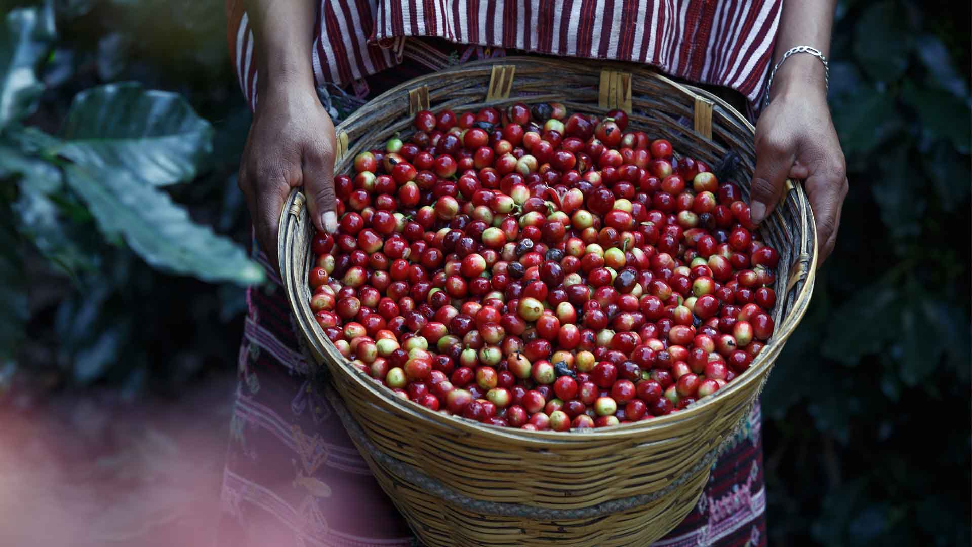 How Coffee Production Has Been Affected By Covid 19 Coronavirus