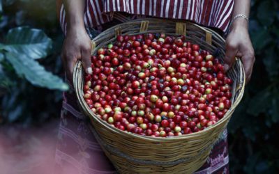 Cómo se ha visto afectada la producción del café por el Covid-19